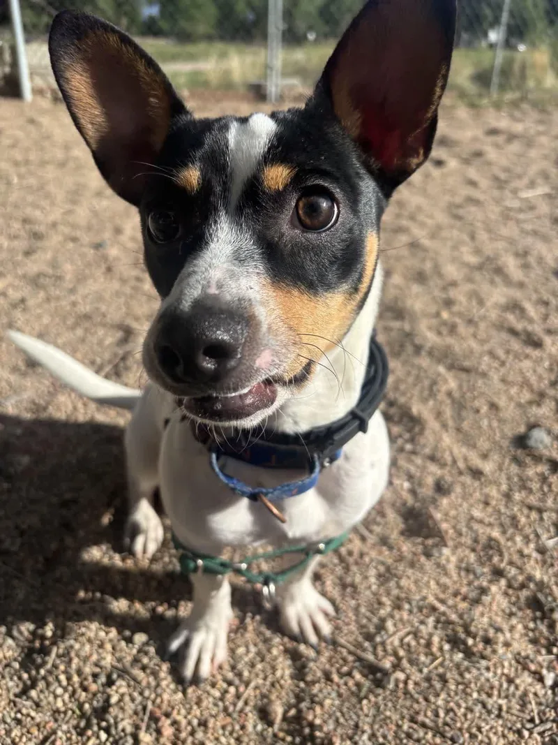 A young small-sized male Tricolor (Brown, Black, & White) Rat Terrier dog named Bruce Wayne for adoption in Pueblo, CO