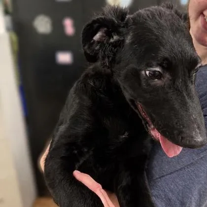 A baby medium-sized male Poodle dog named Puppies for adoption in Worcester, MA