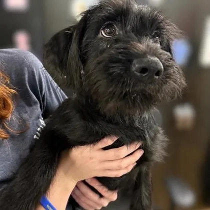 Puppies thumbnail 2