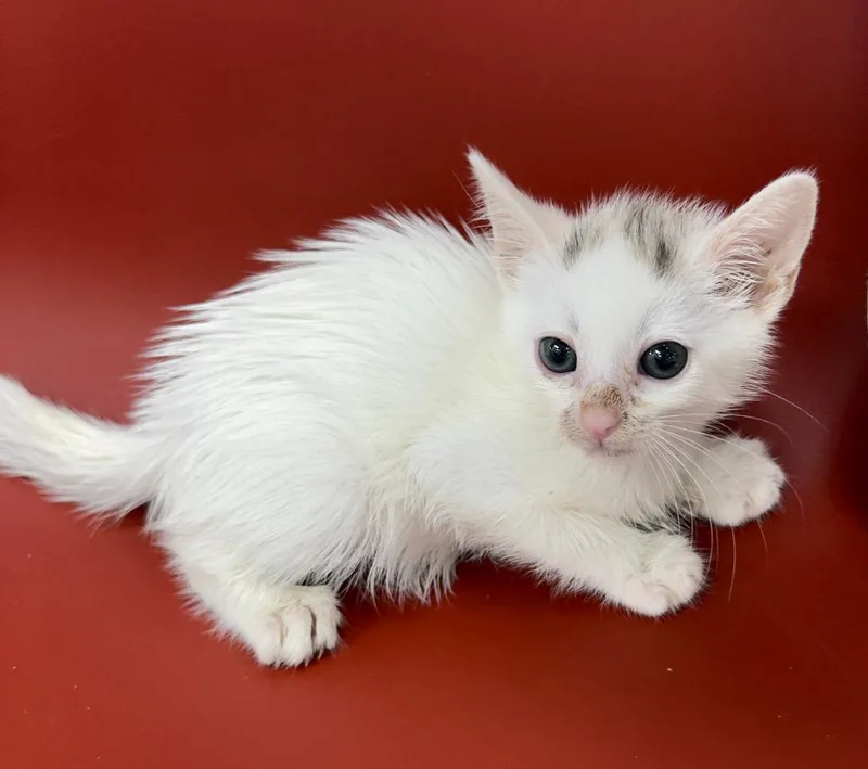 A baby medium-sized female Tabby cat named Wendy for adoption in San Pedro, CA
