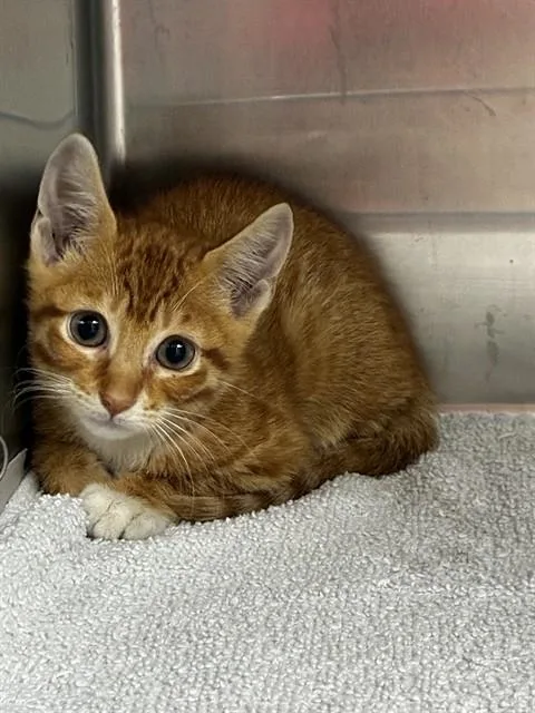 A baby small-sized male Domestic Short Hair cat named Cecil for adoption in Fort Lauderdale, FL