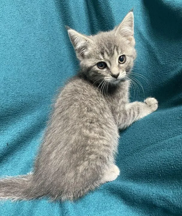 A baby small-sized female Domestic Medium Hair cat named Elizabeth for adoption in Jackson, MI