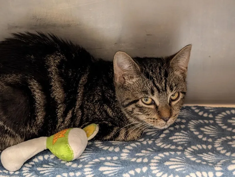 A baby medium-sized female Domestic Short Hair cat named Marion for adoption in Sidney, NY