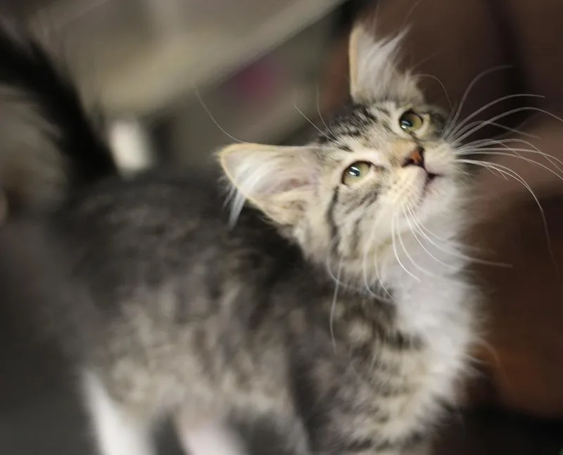 A baby small-sized female Domestic Medium Hair cat named Marigold for adoption in Rockford, IL