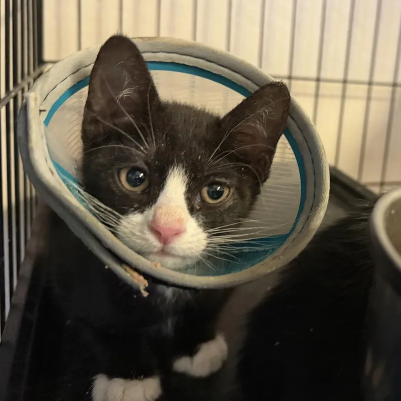 A baby small-sized male Black Domestic Short Hair cat named Daniel for adoption in Tempe, AZ