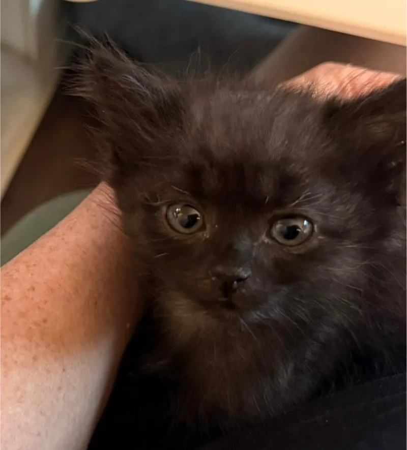 A baby small-sized male Domestic Medium Hair cat named Nova for adoption in Davidson, NC