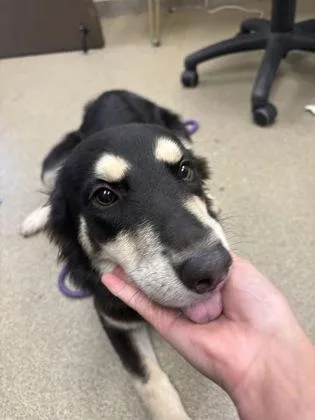 A baby medium-sized female Siberian Husky dog named Buttercup for adoption in Palm Coast, FL