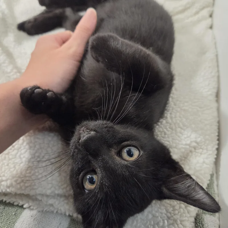 A baby medium-sized male Black Domestic Short Hair cat named Ash for adoption in Wilmington, NC