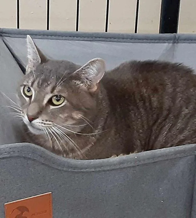 A young medium-sized male Domestic Short Hair cat named Grayson for adoption in Massapequa, NY