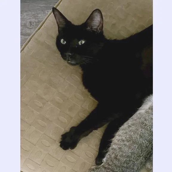 Josie Rosie