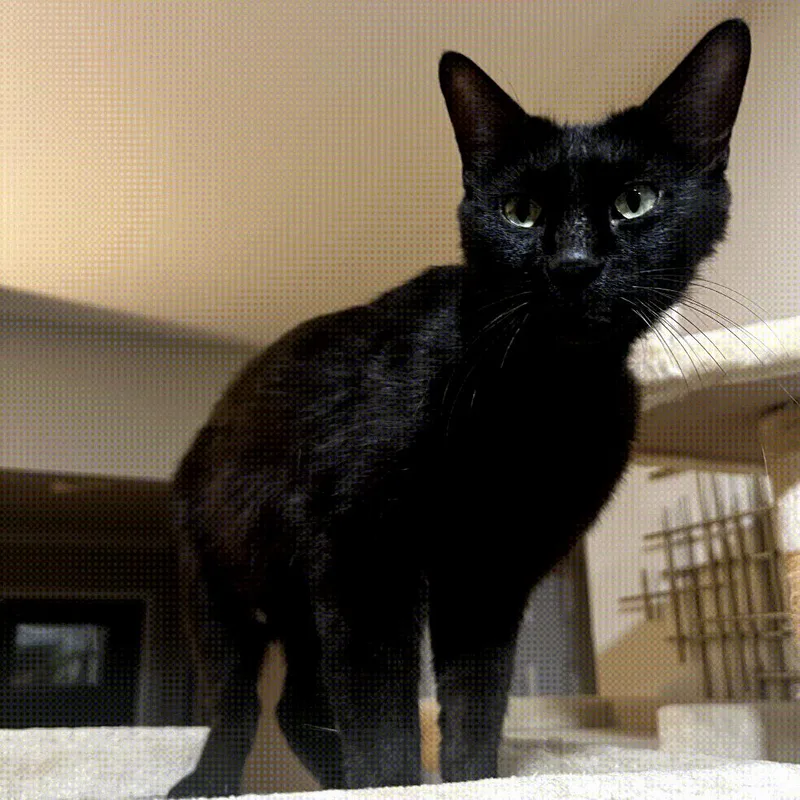 Josie Rosie thumbnail 5