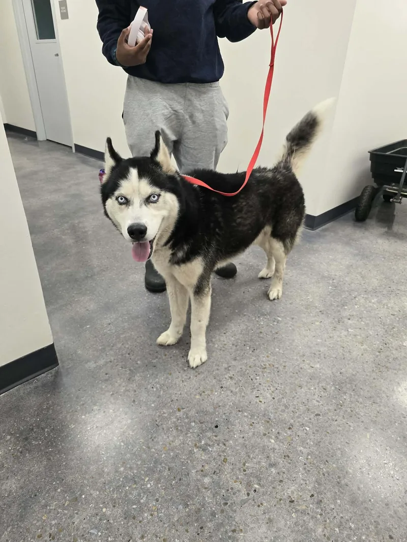An adult large-sized male Black Husky dog named Rocky for adoption in LaPlace, LA