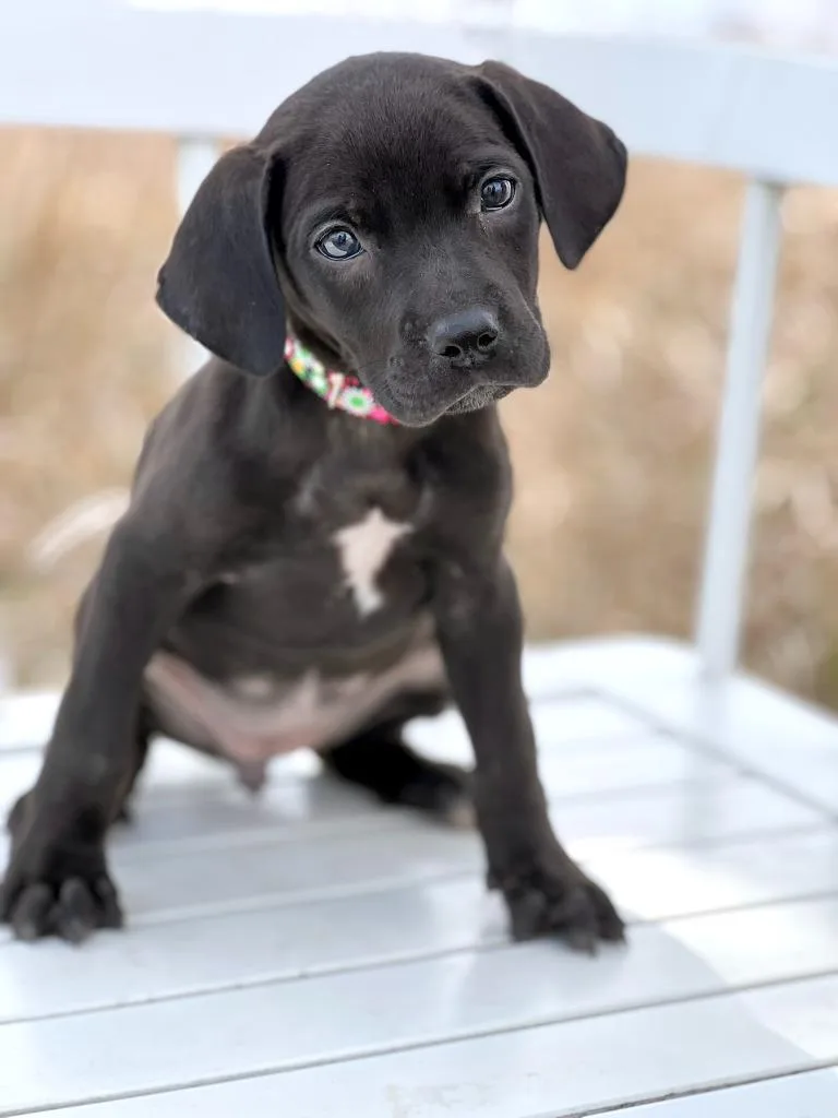 A baby medium-sized female Mixed Breed dog named Labubu Litter  Lychee for adoption in Savage, MN