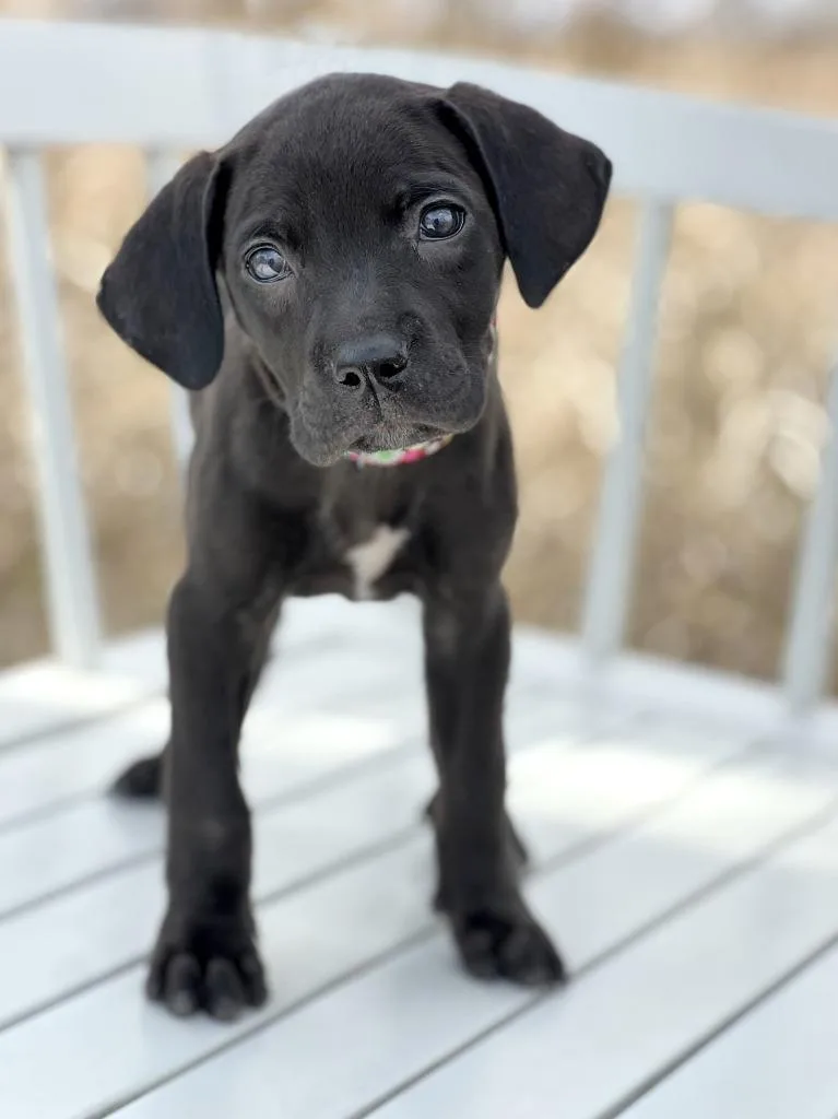 Labubu Litter  Lychee thumbnail 2