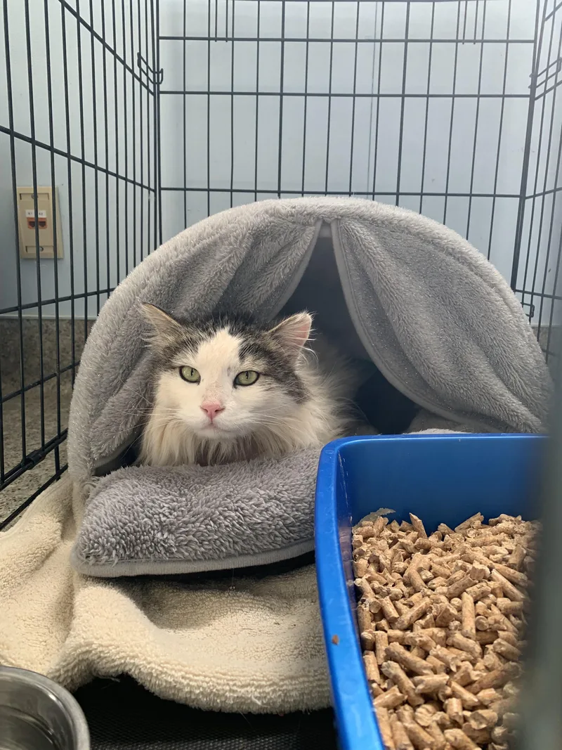 Kettle Corn thumbnail 2