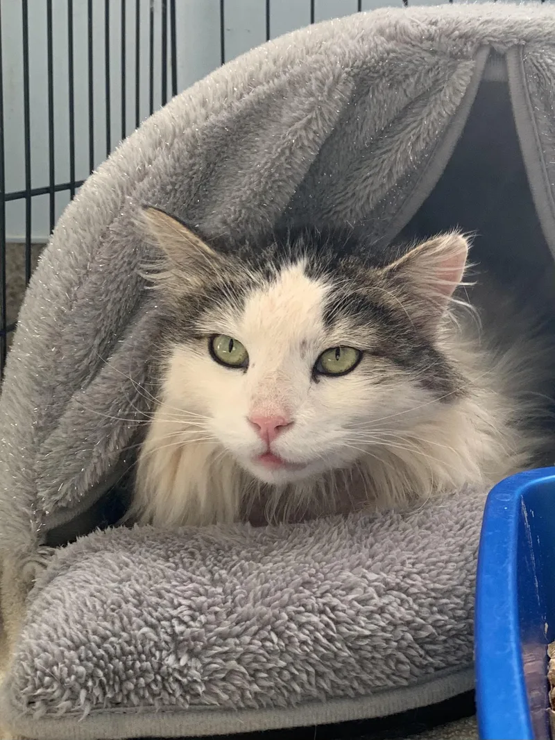 An adult medium-sized male White Domestic Long Hair cat named Kettle Corn for adoption in Grass Valley, CA