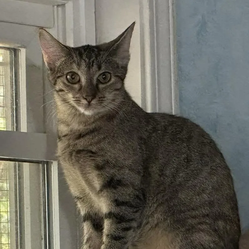 A young medium-sized female Torbie Domestic Short Hair cat named Chicharron for adoption in Tuscaloosa, AL