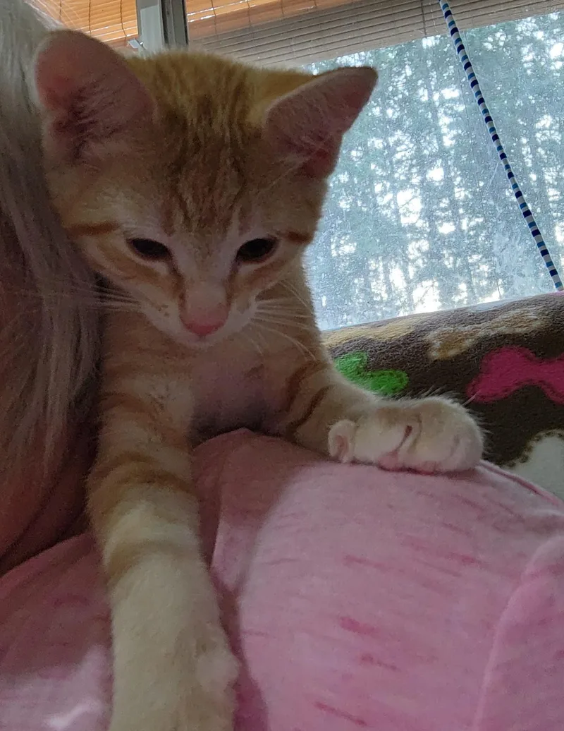 Nico thumbnail 4
