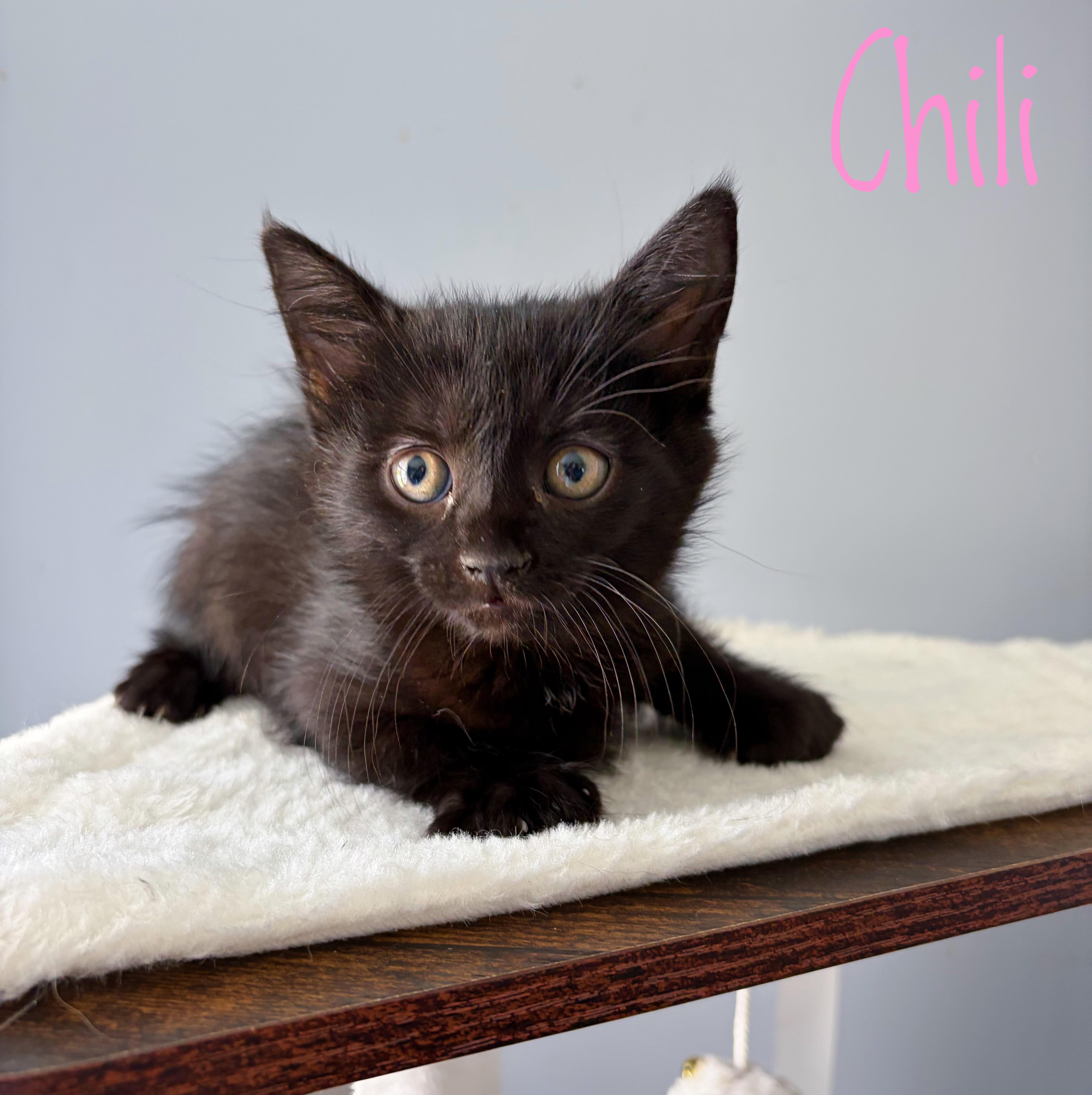 A baby medium-sized female Black Domestic Medium Hair cat named Chili for adoption in Bethel, OH