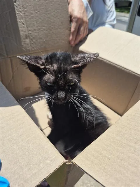 A baby small-sized male Domestic Short Hair cat named Eli for adoption in San Antonio, TX