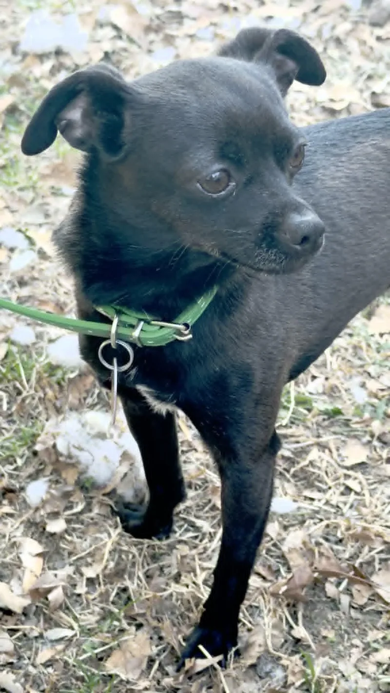 An adult small-sized male Chihuahua dog named Kona for adoption in Salisbury, MD