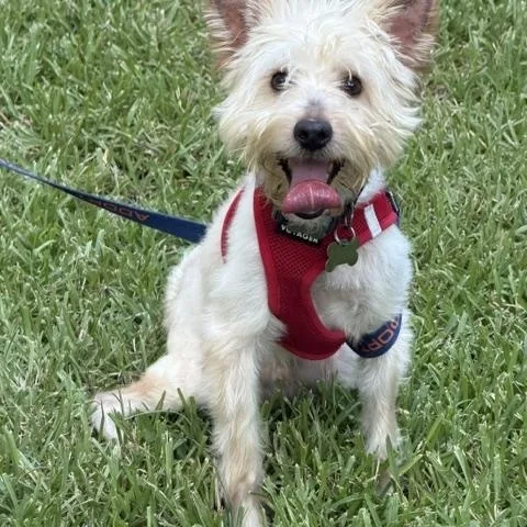 An adult small-sized male White / Cream Terrier dog named Erling for adoption in Spring, TX