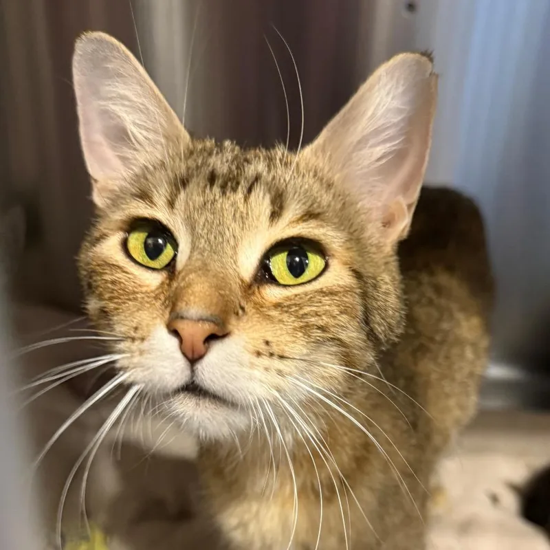 An adult small-sized female Torbie Domestic Short Hair cat named Weather for adoption in Tucson, AZ