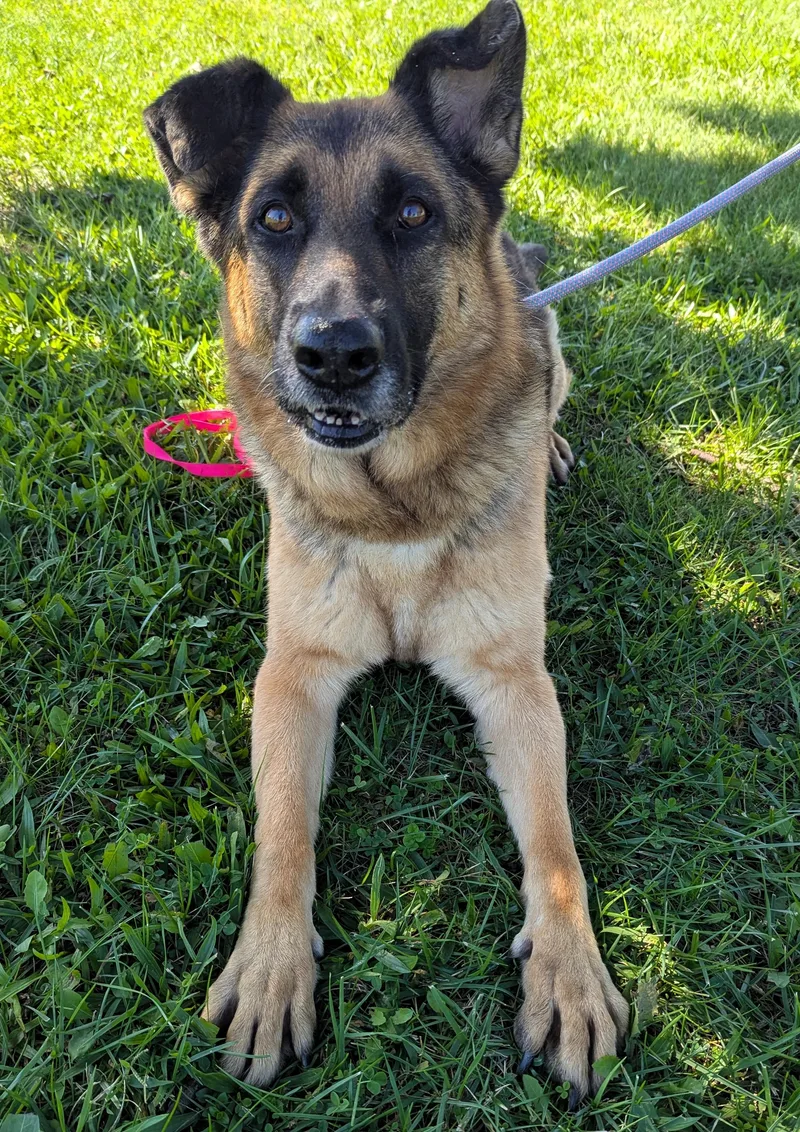 A senior large-sized female Yellow / Tan / Blond / Fawn German Shepherd Dog dog named Korra for adoption in Valparaiso, IN