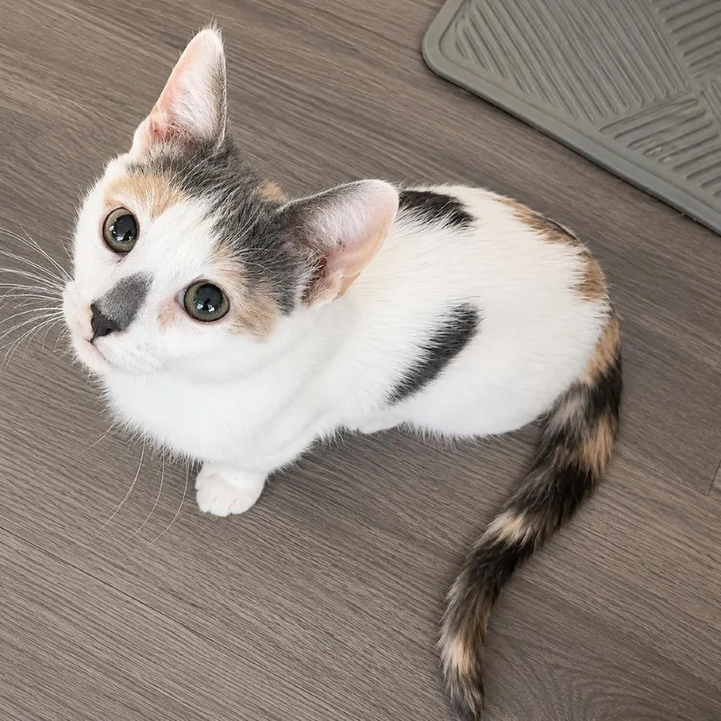 A baby small-sized female Calico Domestic Short Hair cat named Starlight for adoption in Long Beach, CA