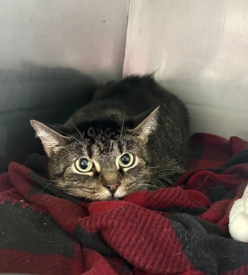 An adult medium-sized female Tabby (Brown / Chocolate) Domestic Short Hair cat named Northern Flicker for adoption in Seville, OH