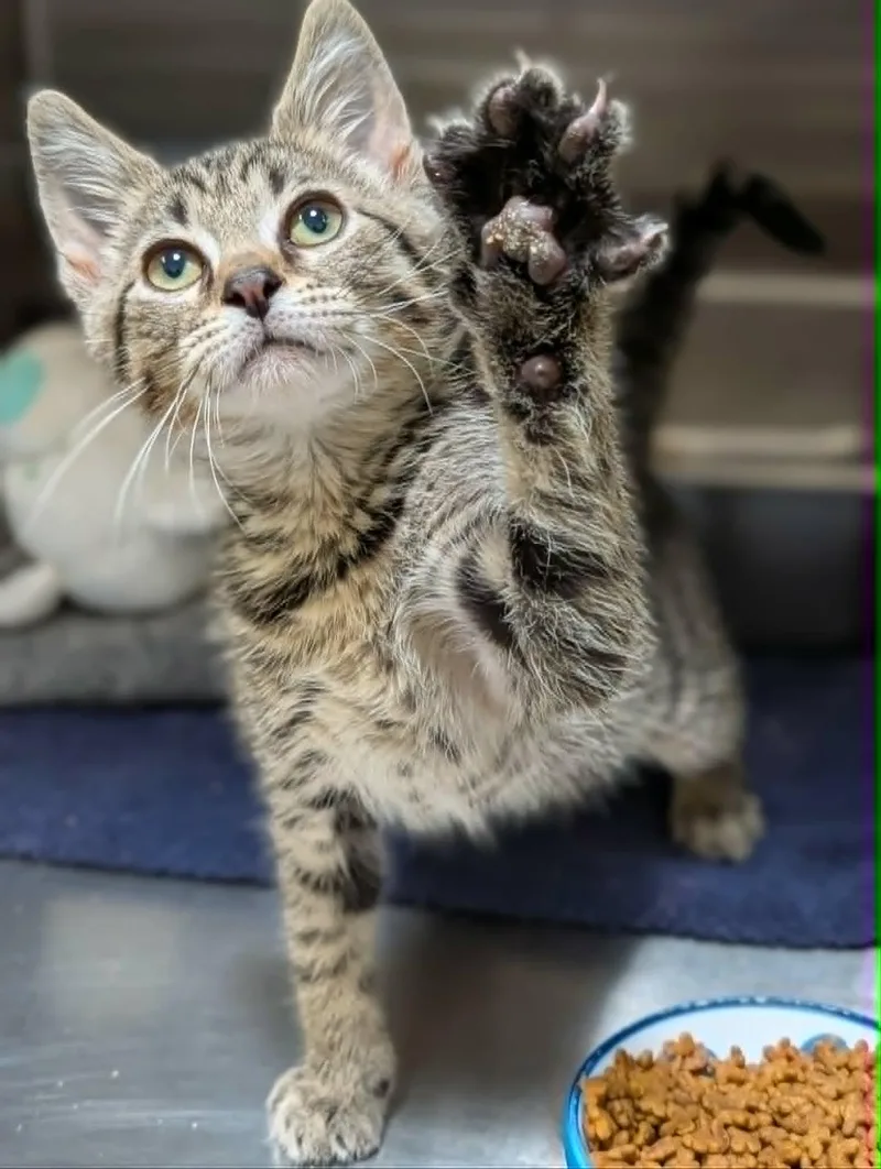 A baby medium-sized male Tabby (Brown / Chocolate) Domestic Short Hair cat named Thimble for adoption in Chambersburg, PA