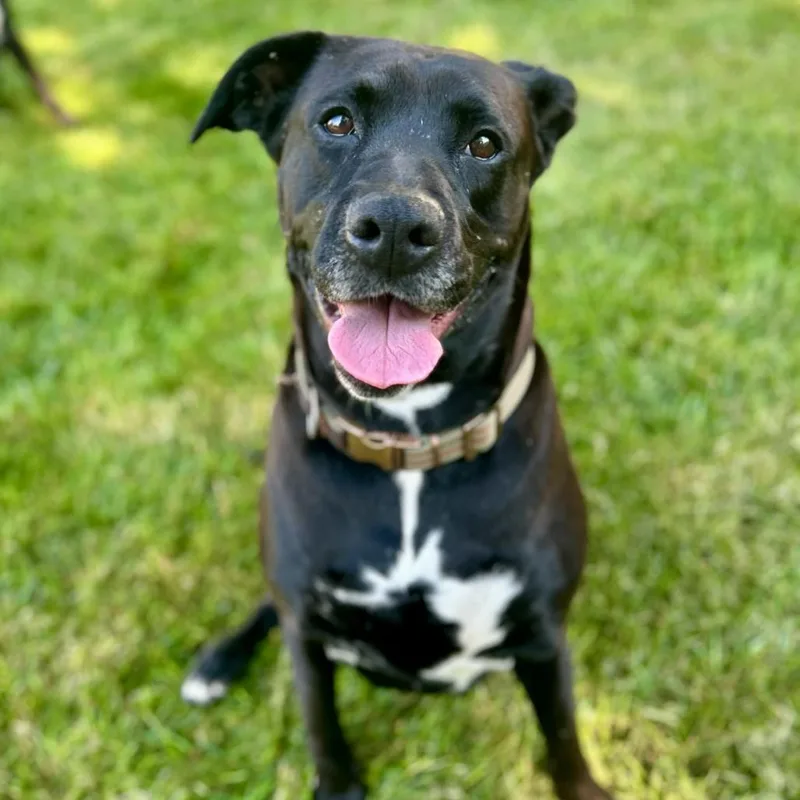 Rosemary thumbnail 2