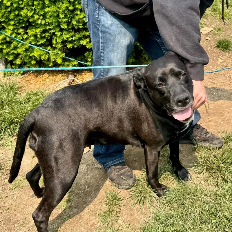 Rosemary thumbnail 3