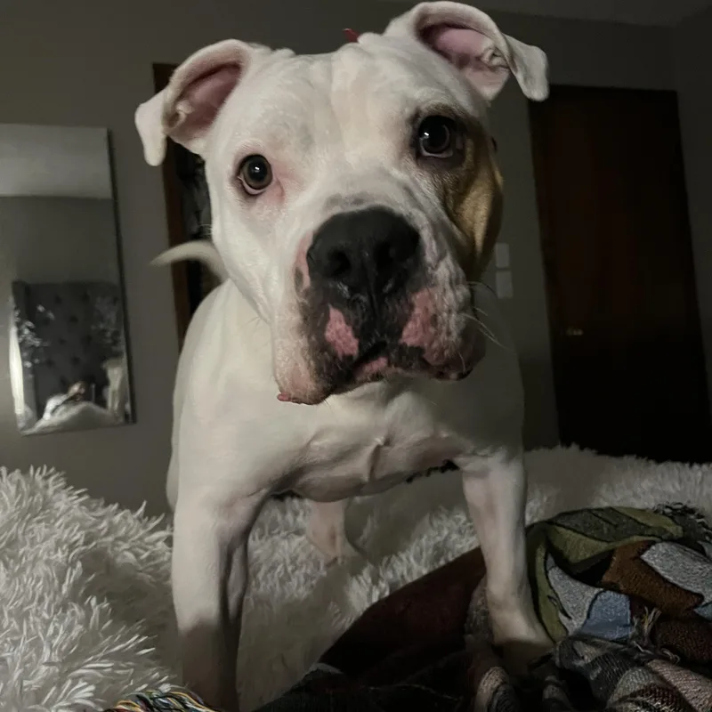 Bisquick thumbnail 2