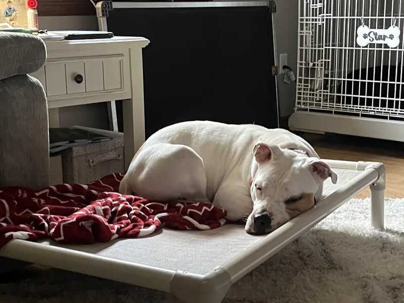 Bisquick thumbnail 3