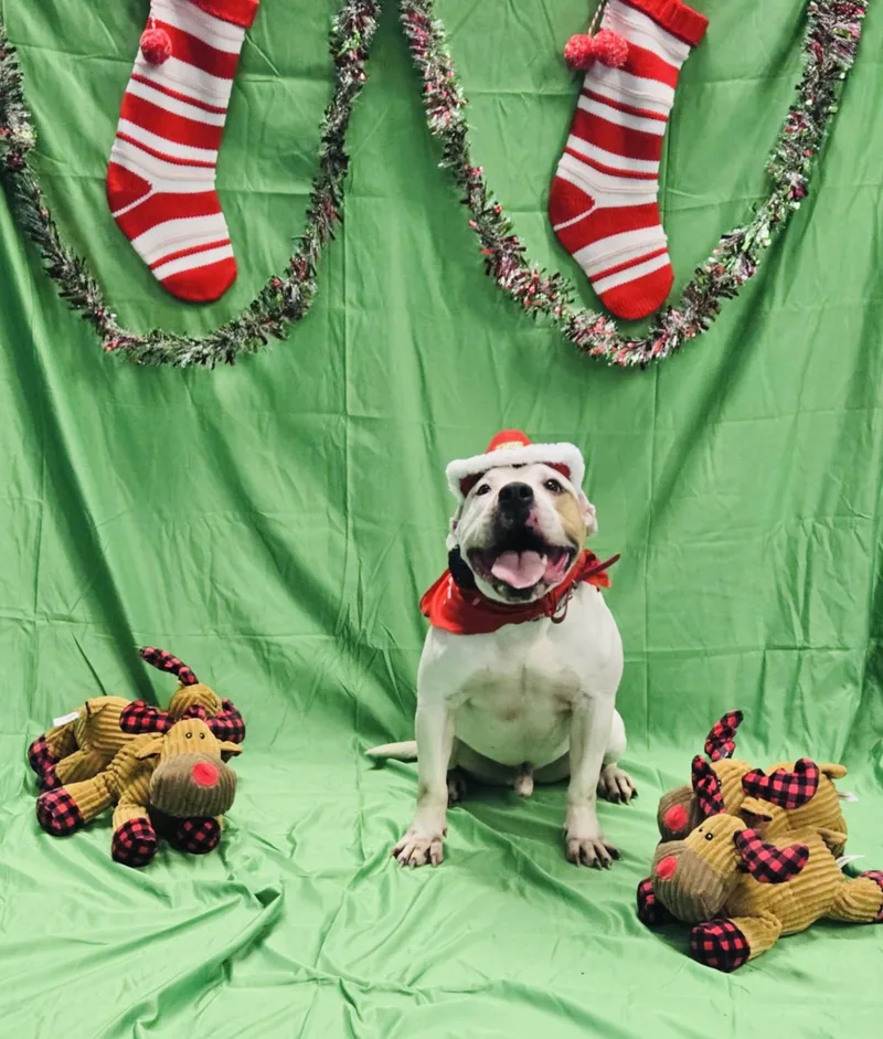 Bisquick thumbnail 4