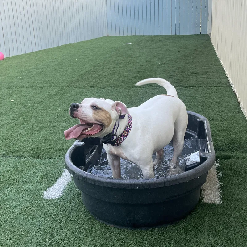 Bisquick thumbnail 5