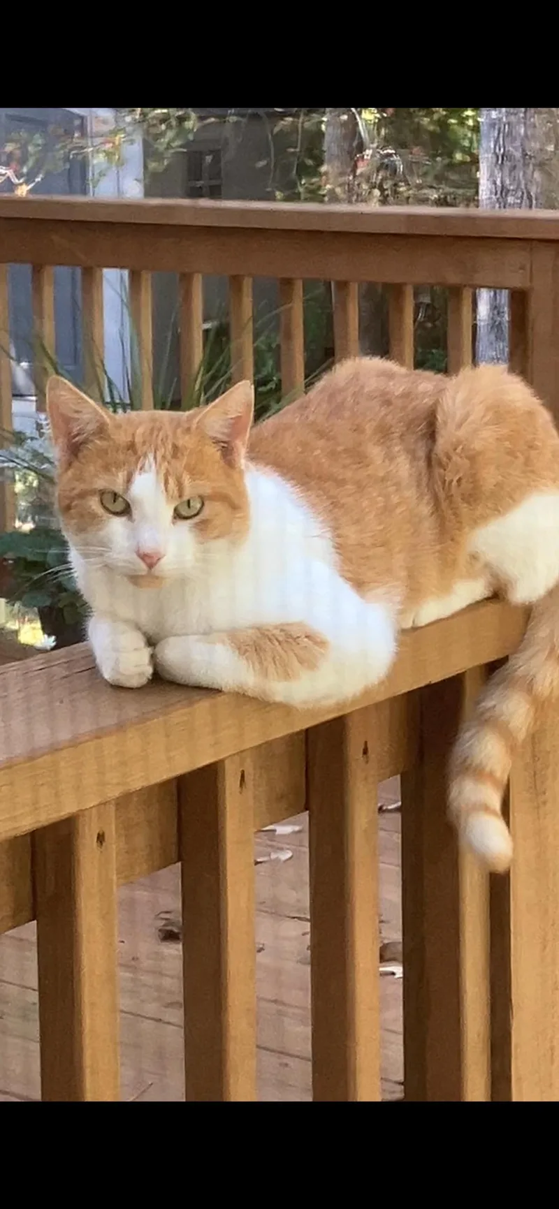 A young medium-sized male Orange & White American Shorthair cat named Butterscotch for adoption in North Chesterfield, VA
