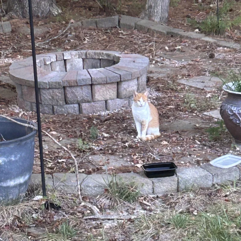 Butterscotch thumbnail 2
