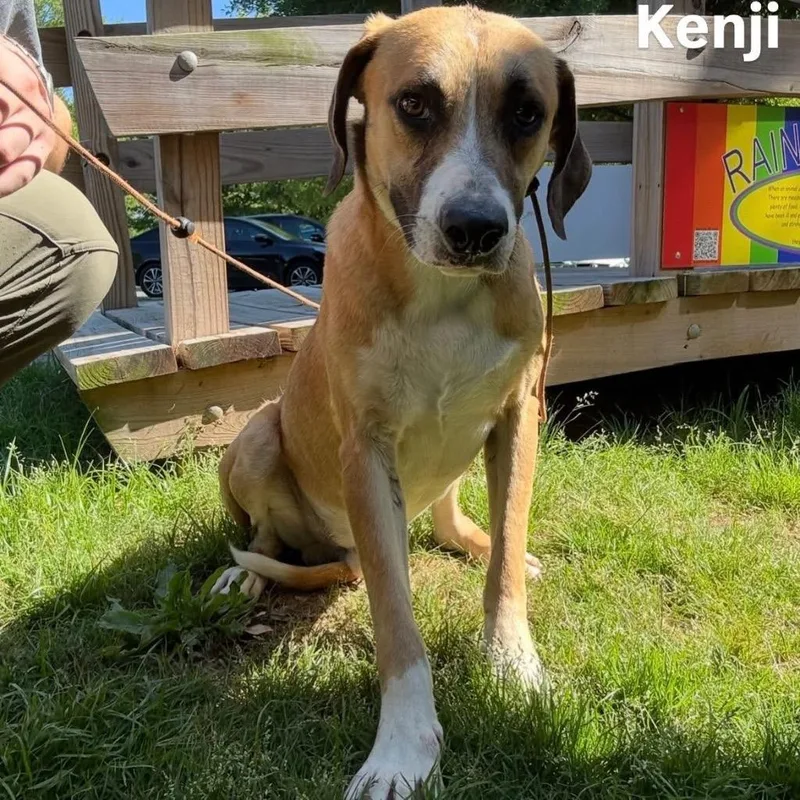 Kenji