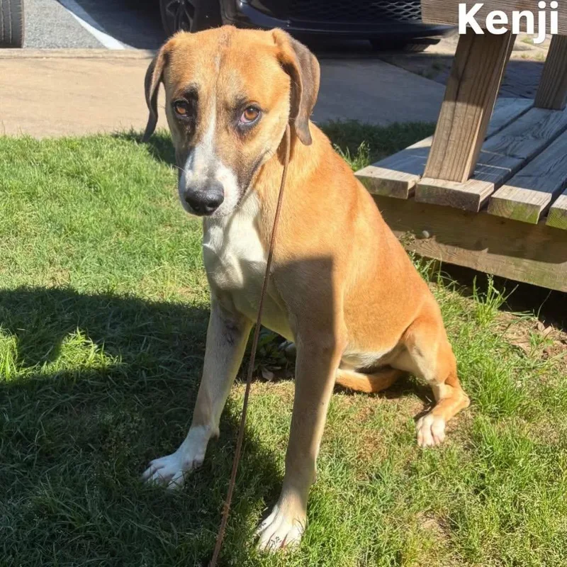 Kenji thumbnail 2