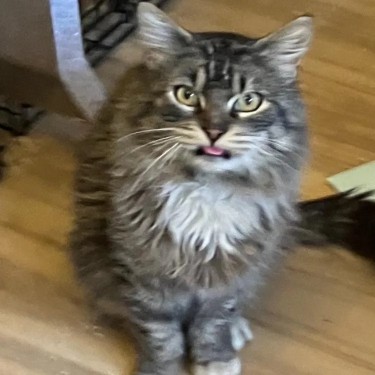 An adult medium-sized male Gray / Blue / Silver Domestic Long Hair cat named Sarge for adoption in Quakertown, PA