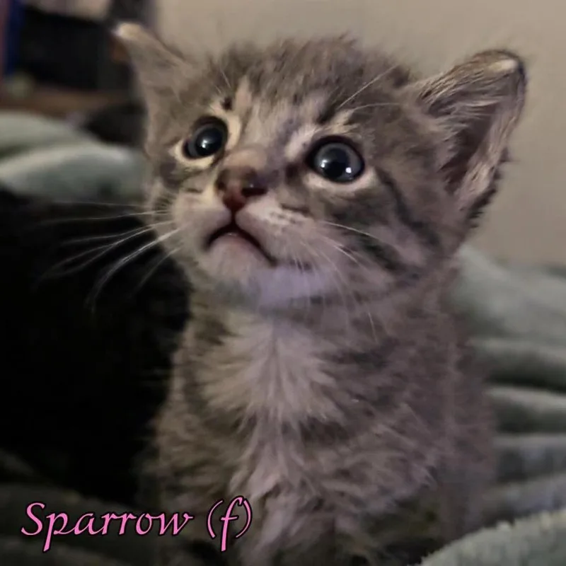 Sparrow