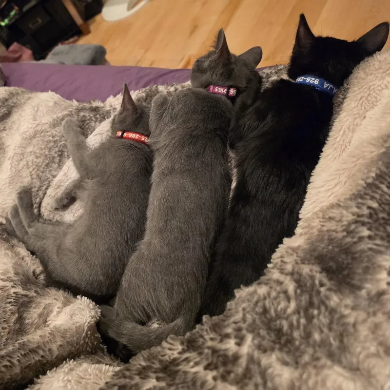 A baby small-sized female Gray / Blue / Silver Domestic Short Hair cat named Misty for adoption in Pleasant Hill, CA