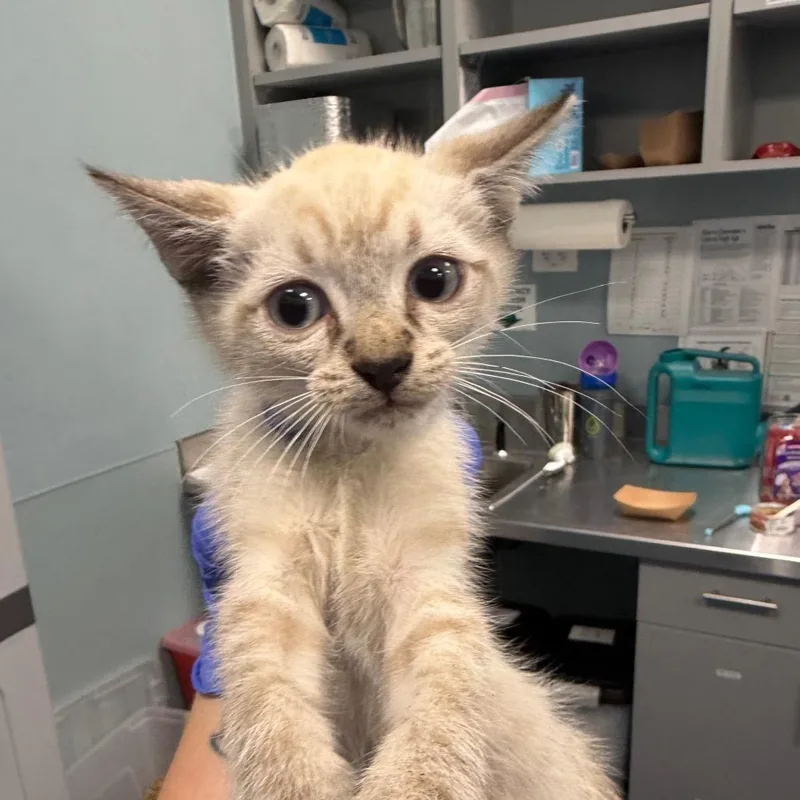 A baby small-sized male Domestic Short Hair cat named Smart Water for adoption in Greensboro, NC