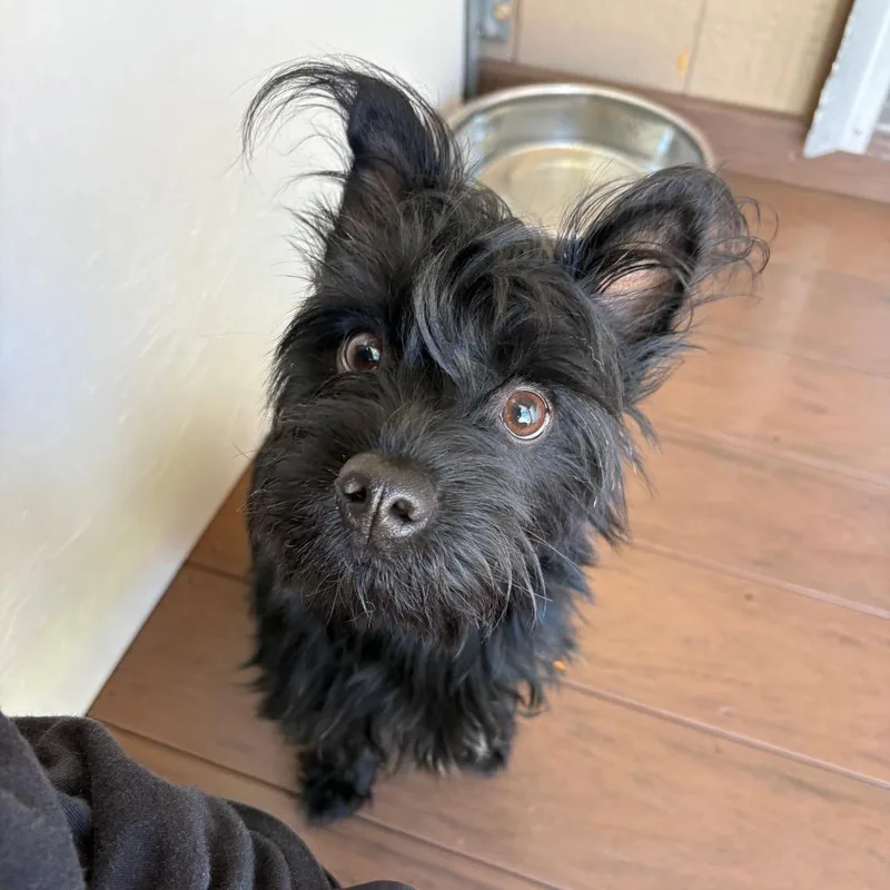 A young small-sized male Black Yorkshire Terrier dog named George for adoption in Yucaipa, CA