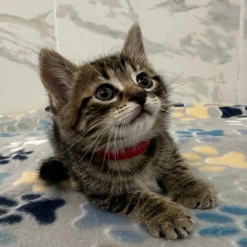 A baby small-sized female Brown / Chocolate Domestic Short Hair cat named Nova for adoption in Huntsville, AL