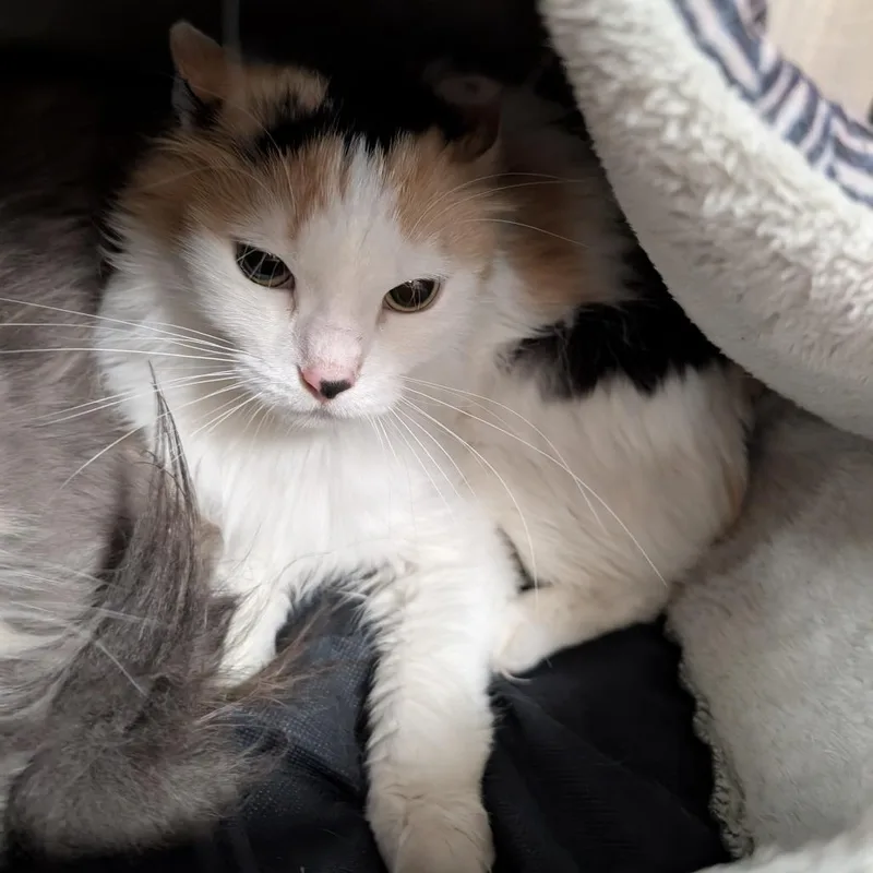 An adult medium-sized female Orange / Red Domestic Long Hair cat named Miko for adoption in Titusville, FL