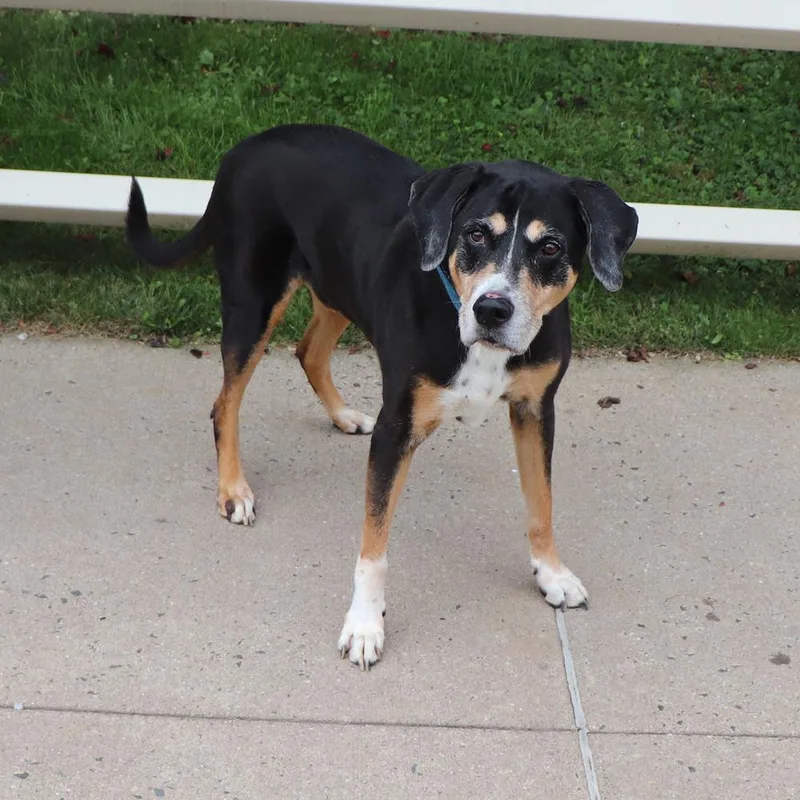 A senior large-sized male Mixed Breed dog named Memphis for adoption in Port Washington, NY