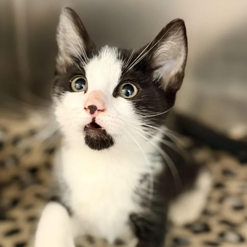 A baby medium-sized male Black & White / Tuxedo Domestic Short Hair cat named Sabbath for adoption in Jackson, NJ